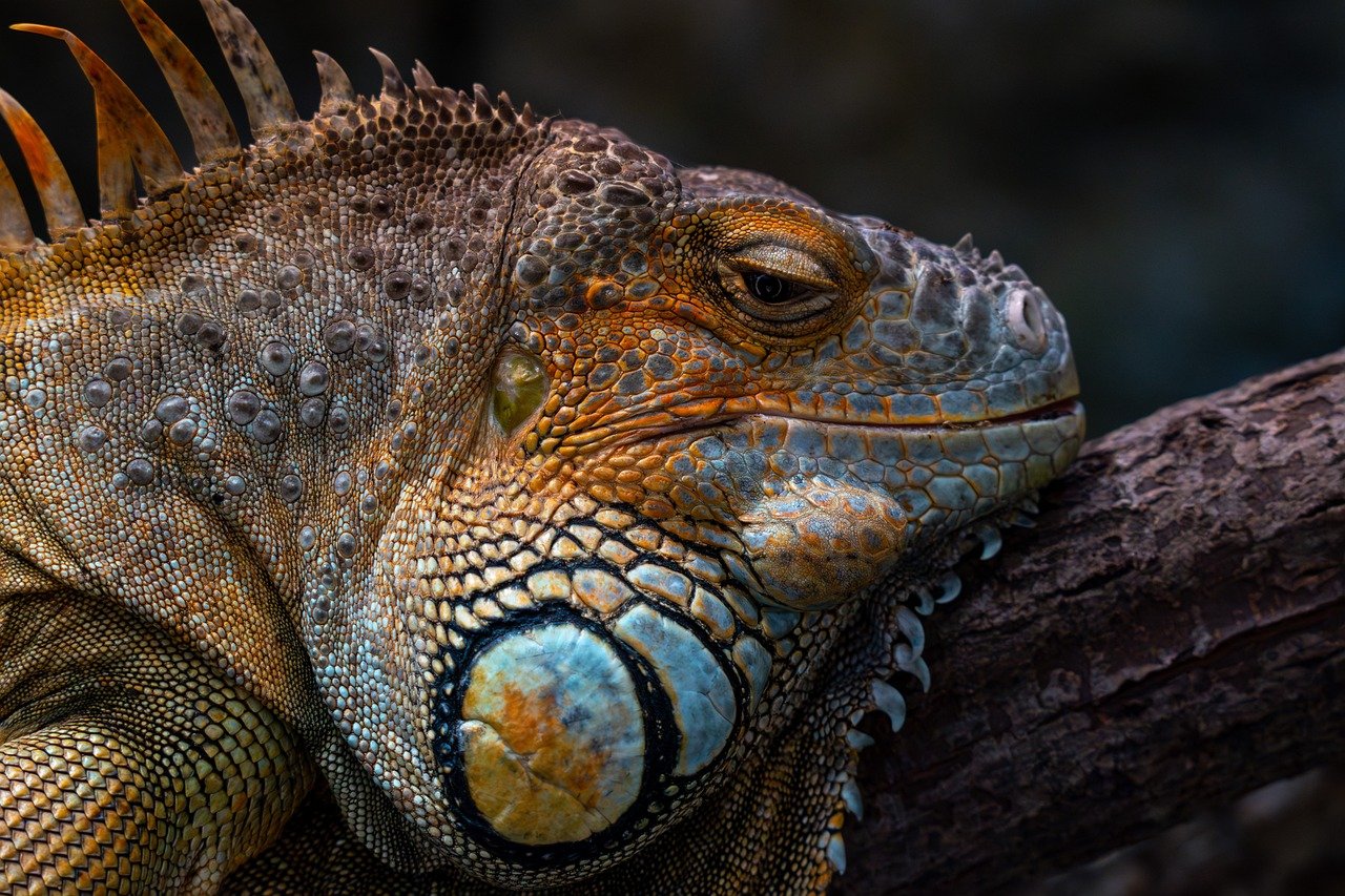iguanaphotography, nature, reptilephotography, wildlifephotography, sonyalpha, sonyphotography, zooanimals, zoophotography, animalcloseup, macrowildlife, naturephotography, animals, animallove, zoo, linz