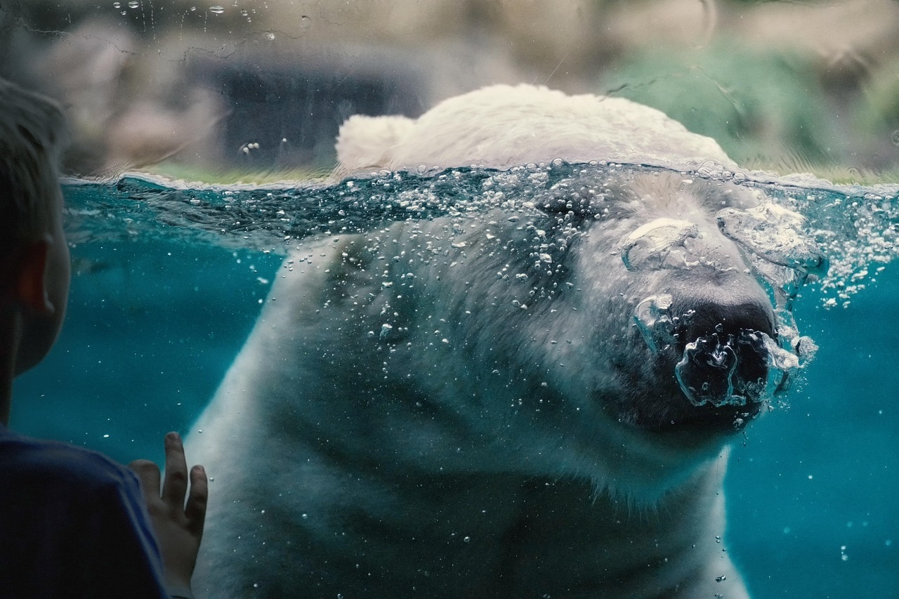 polar bear, zoo, captivity, wild animal, polar bear, polar bear, polar bear, polar bear, polar bear