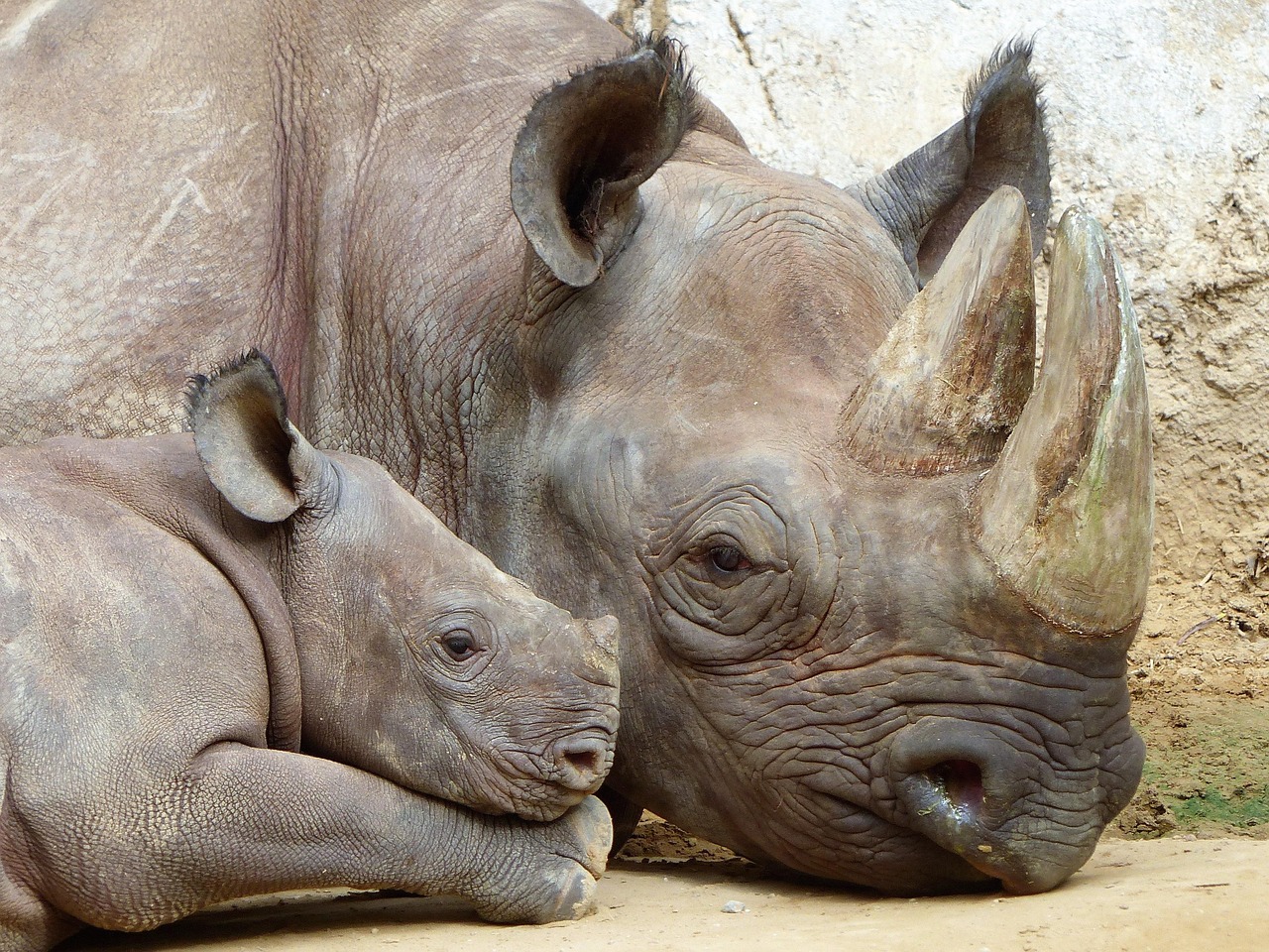 rhino, magdeburg, zoo, rhino, rhino, rhino, rhino, rhino