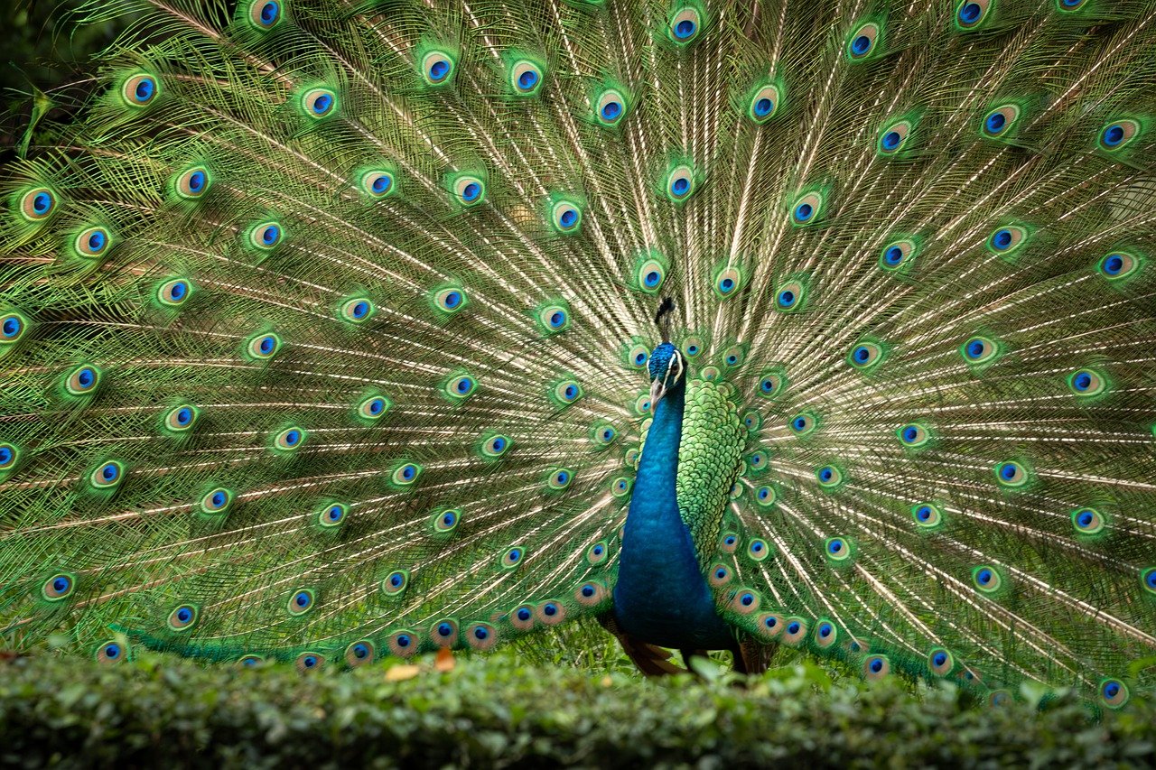 beautiful, nature, beauty, bird, colorful, marco, peacock, skin, the zoo, wild animals, wilderness, wildlife