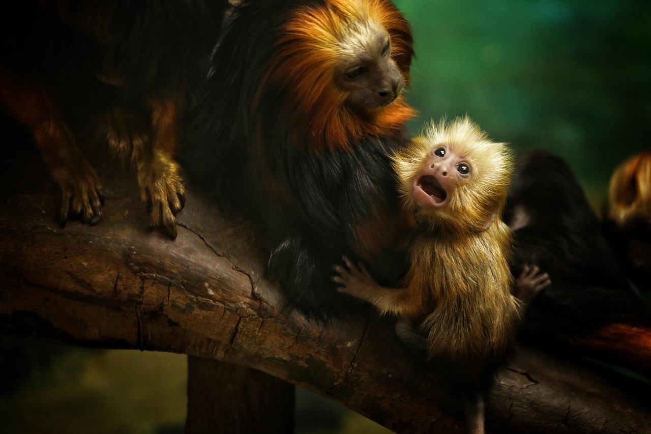 animal, monkey, mammal, wildlife, golden lion tamarin, nature, zoo, primates