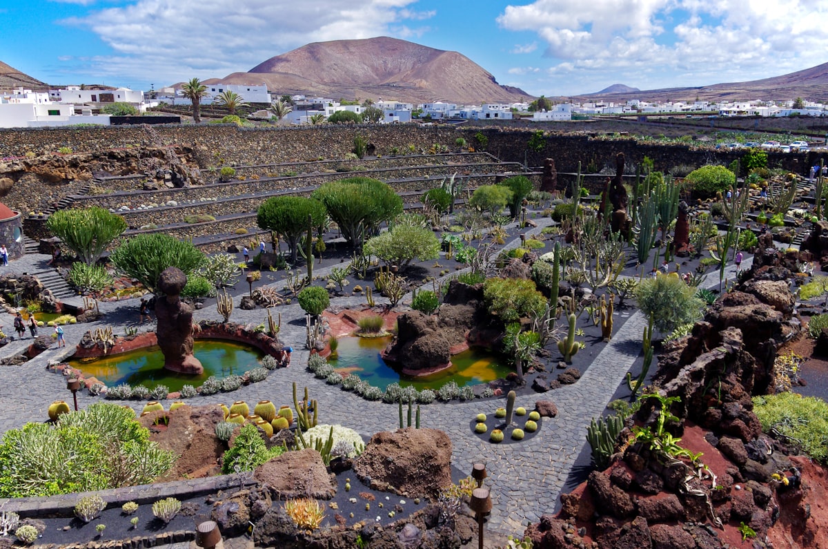 a view of a desert with a lot of plants