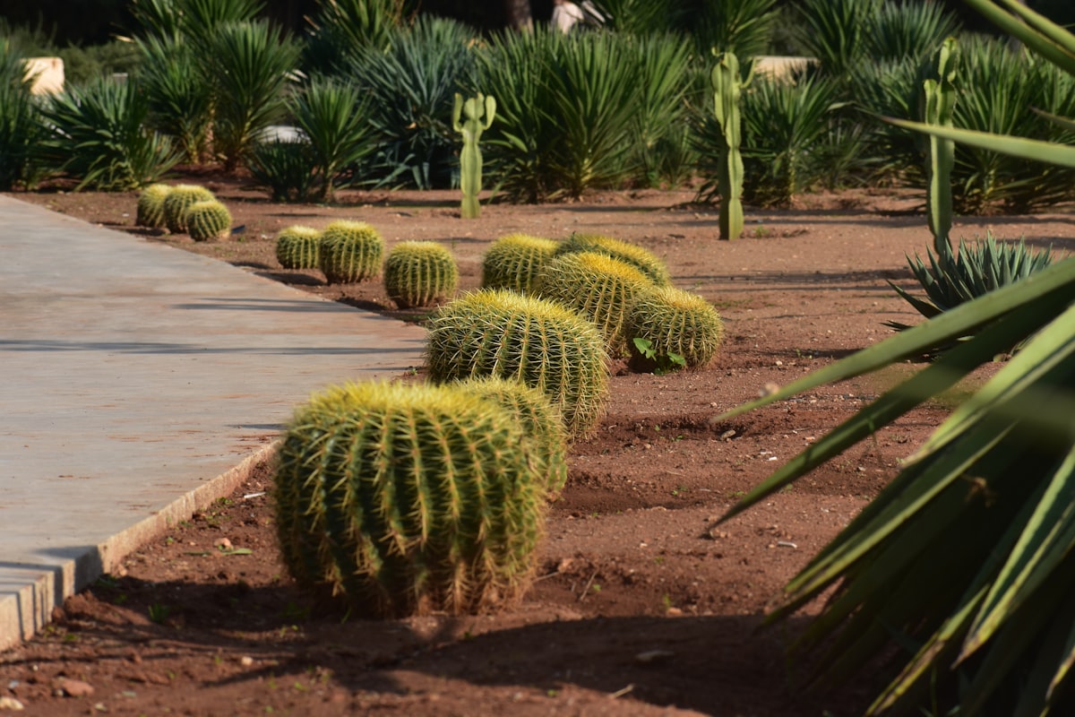 a row of cactus plants next to a walkway