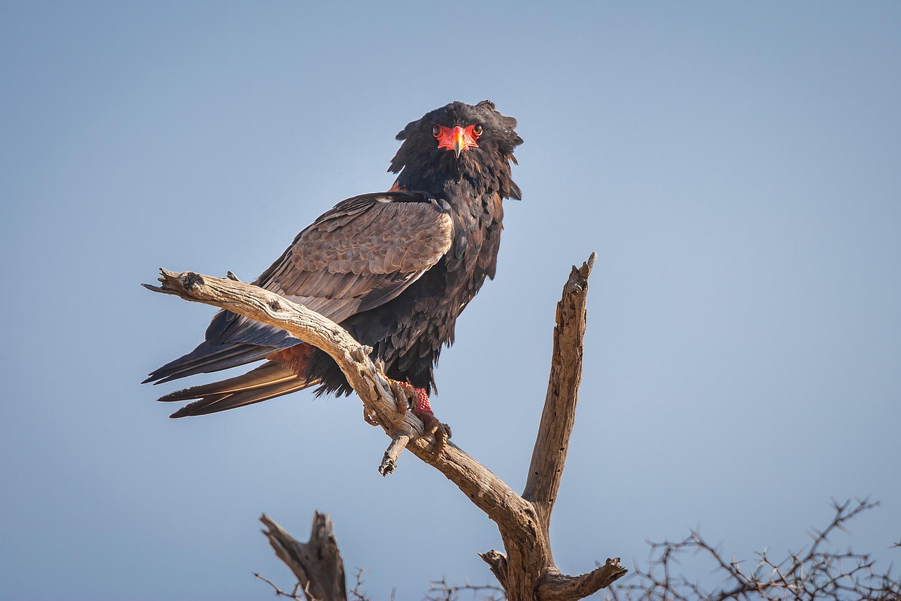 bateleur, bateleur eagle, nature, nature photography, no people, no-one, nobody, wildlife, animal, fauna, outdoors, travel, safari, africa, south-africa, kgalagadi, kgalagadi transfrontier park, bird, avifauna, bird of prey, raptor, side view, terathopius ecaudatus, eagle, blue sky, bateleur, bateleur, bateleur, bateleur, bateleur, bateleur eagle, bateleur eagle, bateleur eagle, bateleur eagle, bateleur eagle