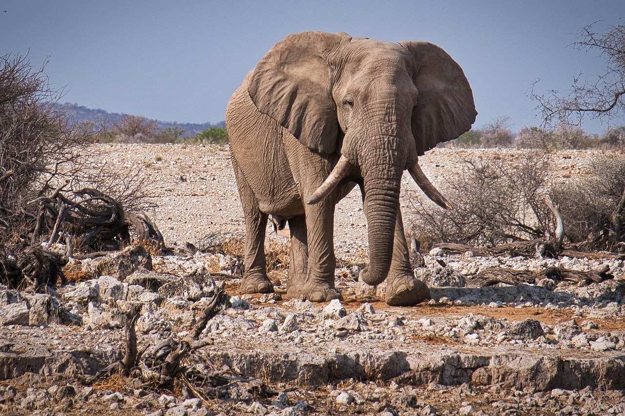 elephant, etosha, namibia, wildlife, national park, wild, to travel, africa, elephant, elephant, elephant, elephant, elephant
