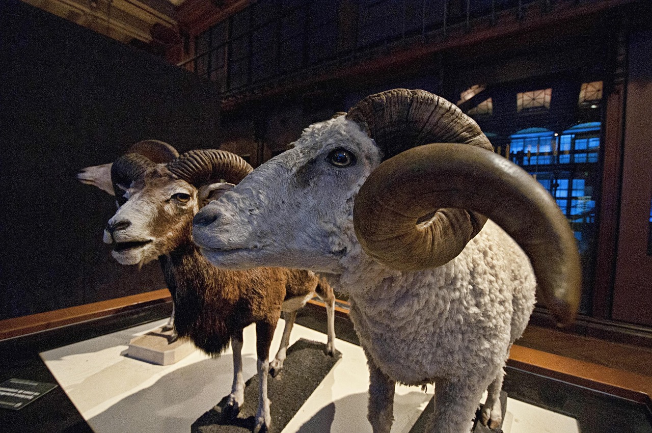 ram, museum, paris, natural history museum, horn