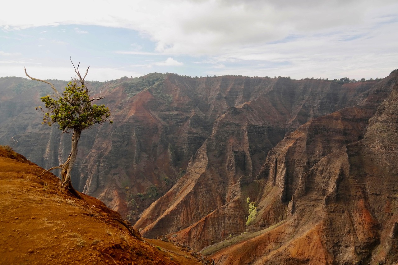 canyon, landscape, desert, tree, mountains, stone, geology, rock, national park, usa, tourism, nature, to travel, erosion, hawaii, kauai, waimea