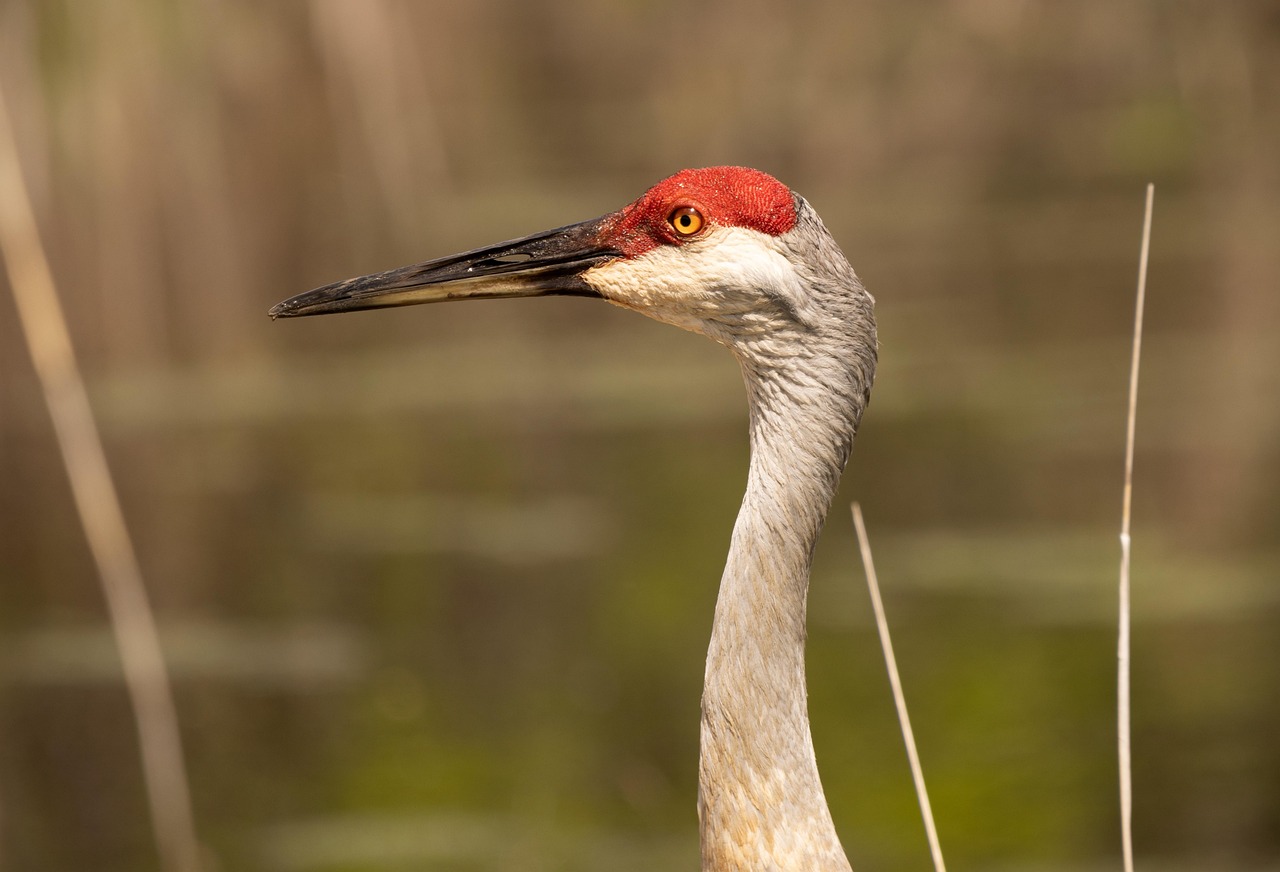 bird, sandhill crane, crane, ornithology, wildlife, nature, animal, avian, sandhill crane, sandhill crane, sandhill crane, sandhill crane, sandhill crane