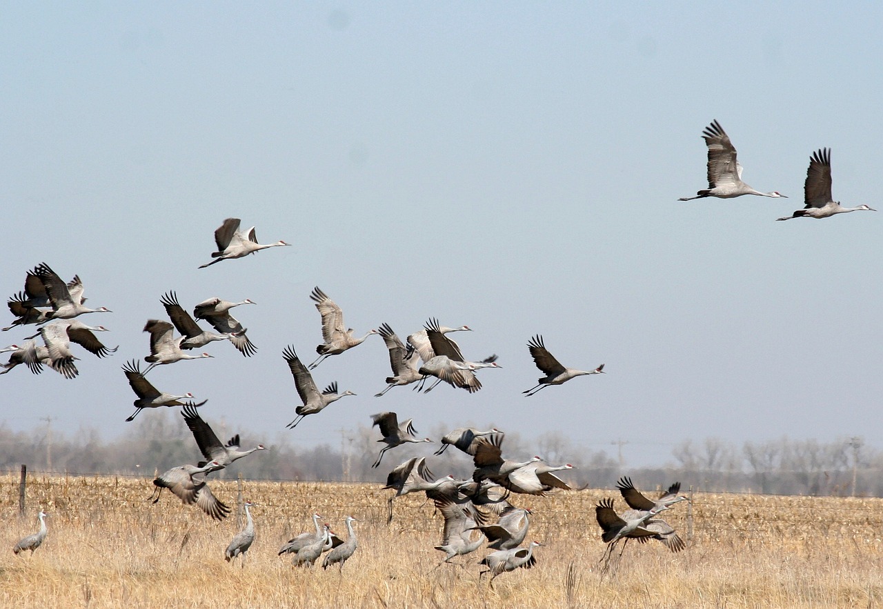 sandhill crane, birdwatching, bird, crane, sandhill, grass, wildlife, nature, outdoors, bird-watching, avian, ornithology, wild, migration, animal, birding, fowl, blue grass, blue watch