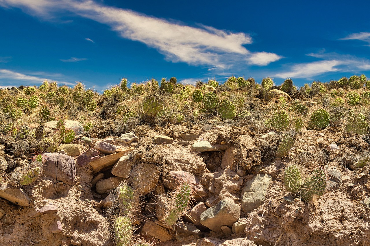 argentina, cactus, flower wallpaper, nature, flower background, landscape, mountain, humahuaca, beautiful flowers, jujuy, purmamarca, desert, flower, plant, to the, south america, wilderness, thorns, quiet, green, heaven