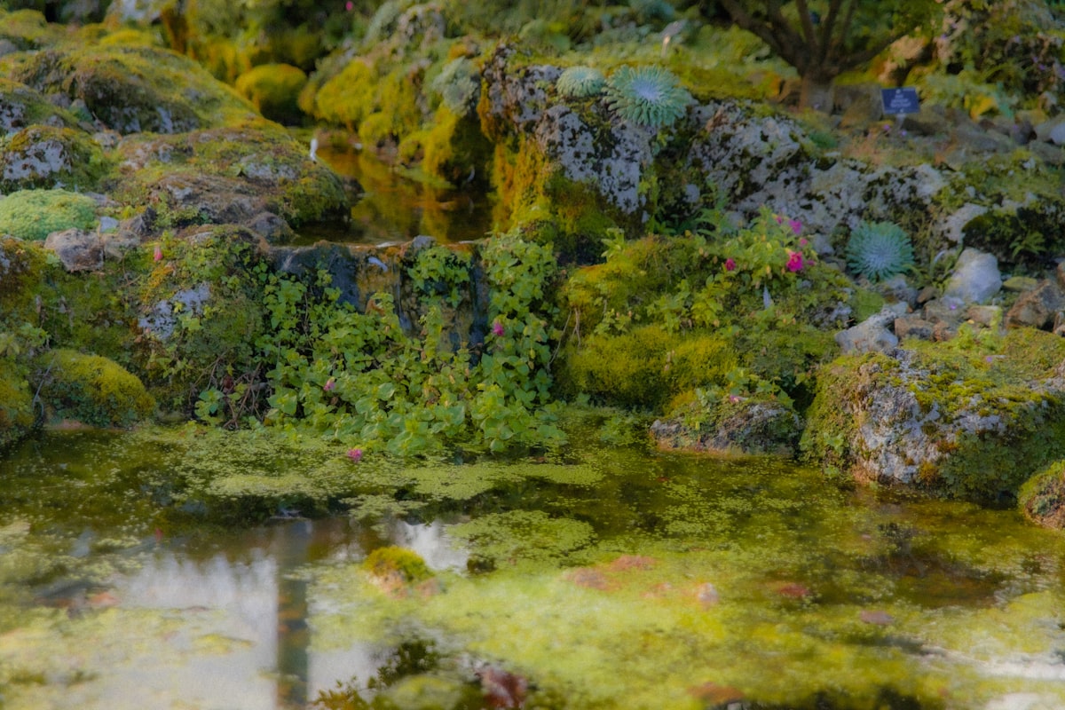 Mossy rocks and plants beside a reflective pond.