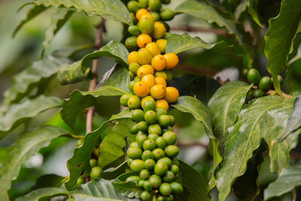 plant, bush, nature, branch, grain, maturation, coffee, coffee tree, plantation, guatemala