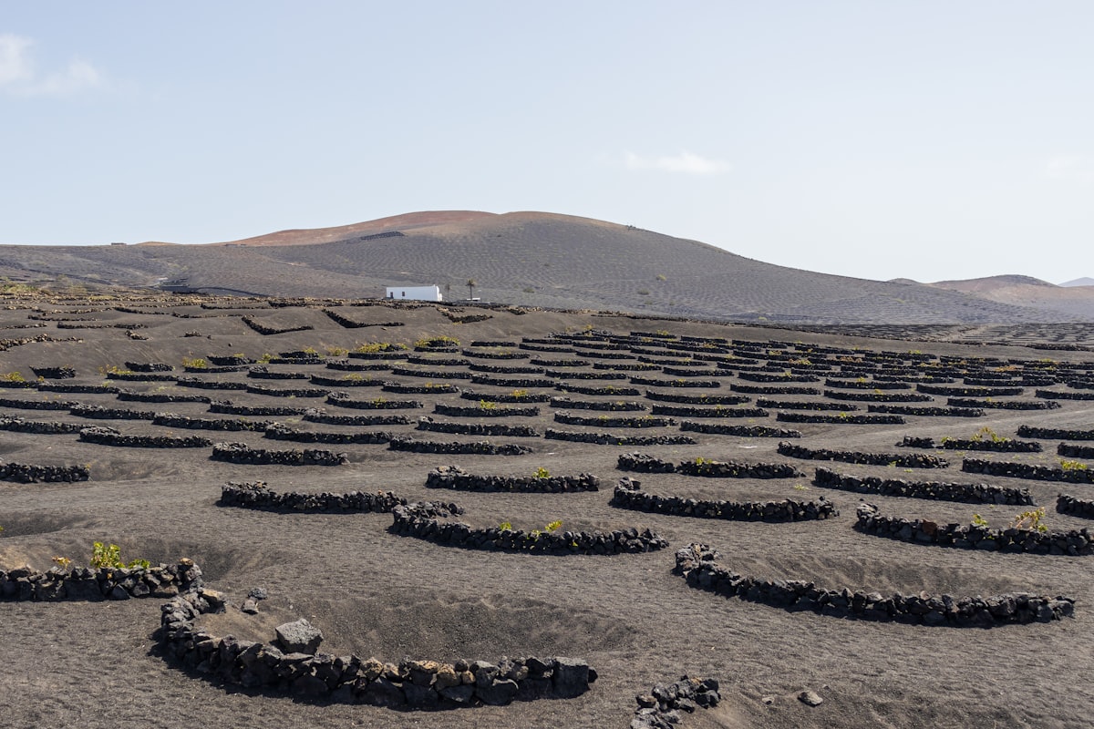 a large field of plants in the middle of a desert