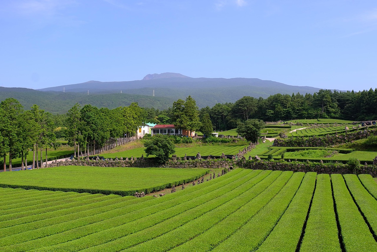 green tea, green tea plantation, scenery, nature, car, farm, landscape, car wallpapers, jeju island, jeju