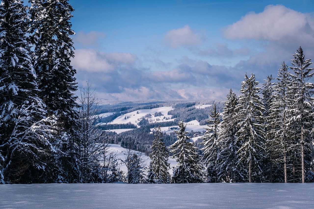 forest, hills, snow, panorama, trees, winter, snowy, cold, winter forest, firs, conifers, woods, scenic, idyllic, landscape, black forest, clouds, sky, nature, forest, snow, snow, winter, winter, winter, winter, winter, snowy, winter forest, winter forest, winter forest, black forest