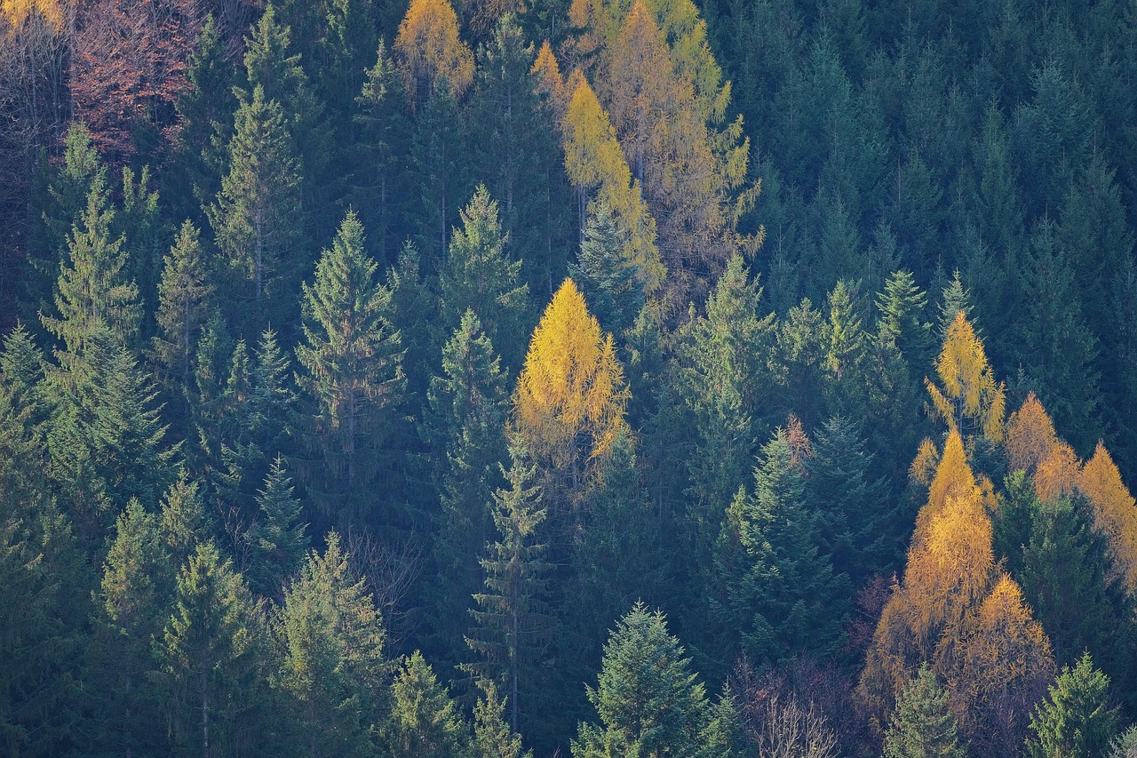 trees, forest, fall, autumn colors, nature, landscape