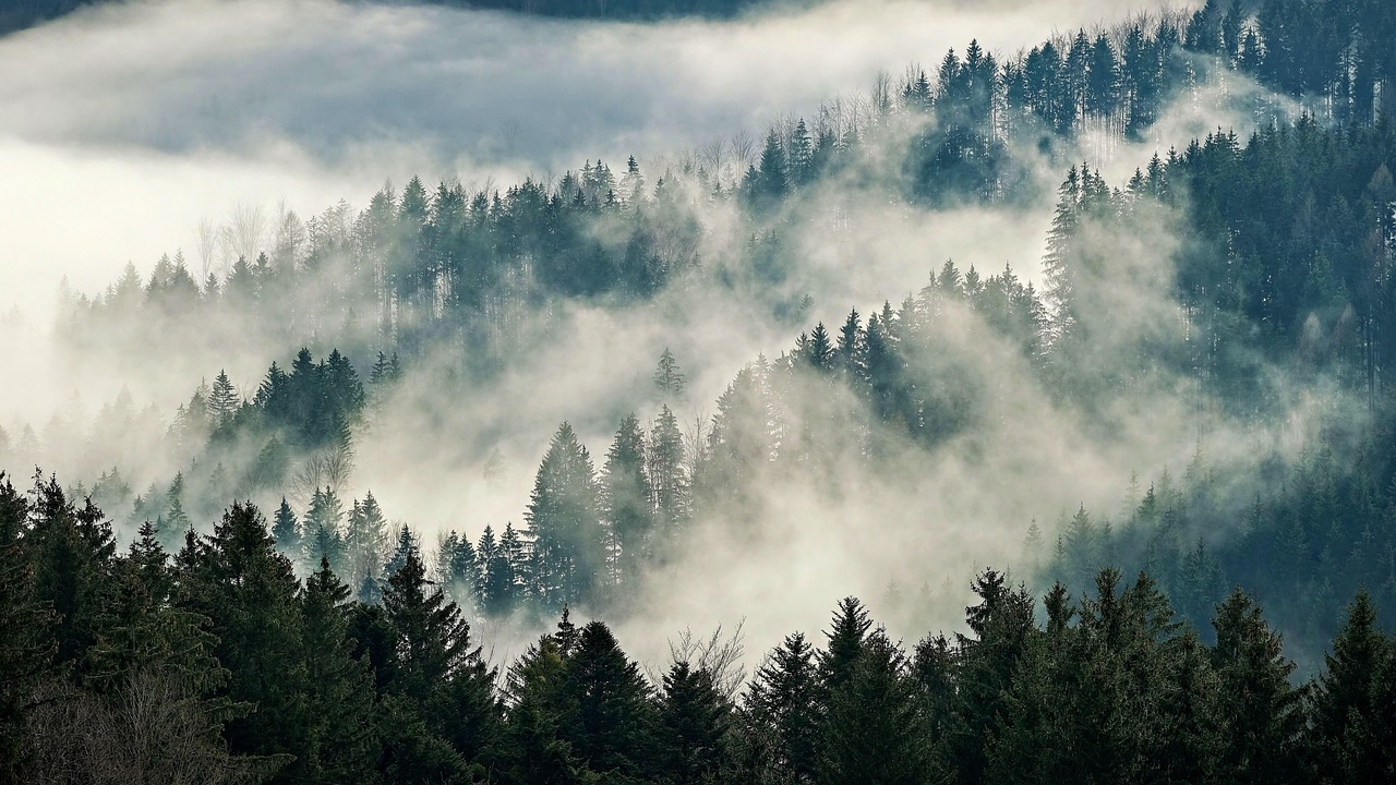 nature, landscape, forest, trees, fog, foggy, woods, wilderness