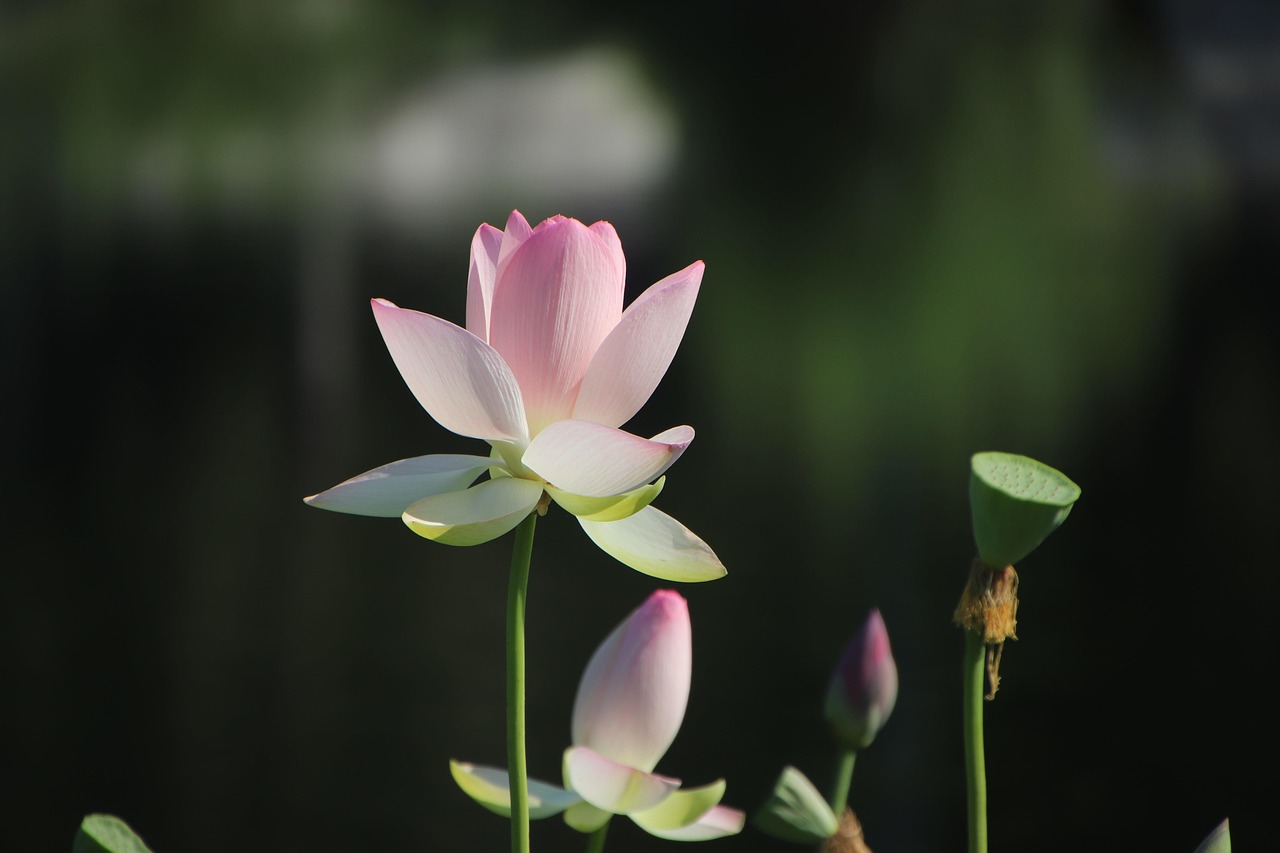 lotus, flower, plant, petals, beautiful flowers, water lily, bloom, blossom, aquatic plant, flower wallpaper, flora, flower background, pond, nature, closeup