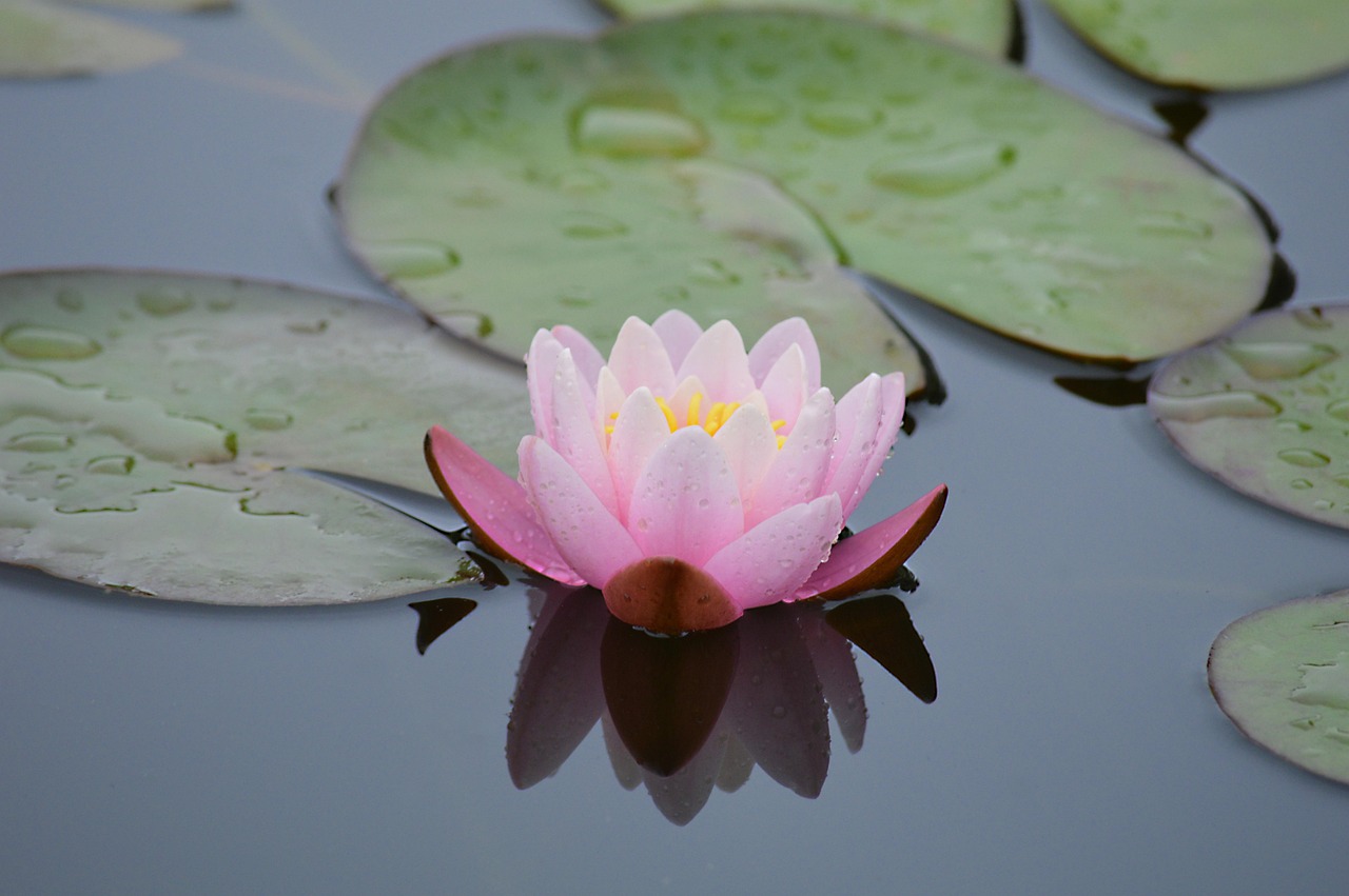 water lily, beautiful flowers, lotus, lake, pond, lily pond, aquatic plants, pond plants, blossom, flower background, bloom, garden pond, flower wallpaper, plant, flora, nature, close up, flower, pink flower, lily pad, reflection, mirror image, water, aquatic plant, pond plant, lake rosengewächs, petals