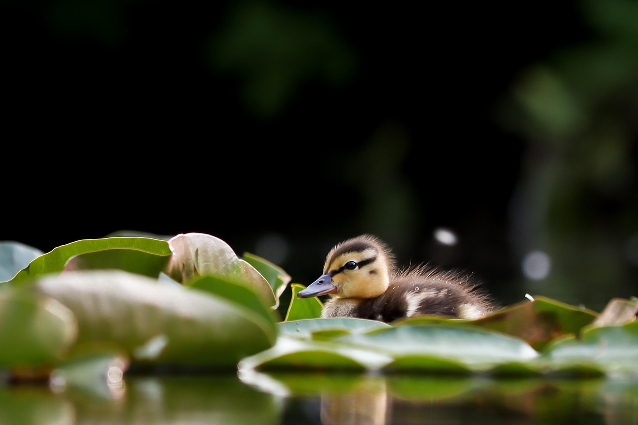 duckling, bird, animal, swim, lily pads, beak, bill, ornithology, water bird, waterfowl, nature, close up, babyduck, baby, duckling, duckling, duckling, duckling, bird, lily pads, nature, baby, baby, baby, baby, baby