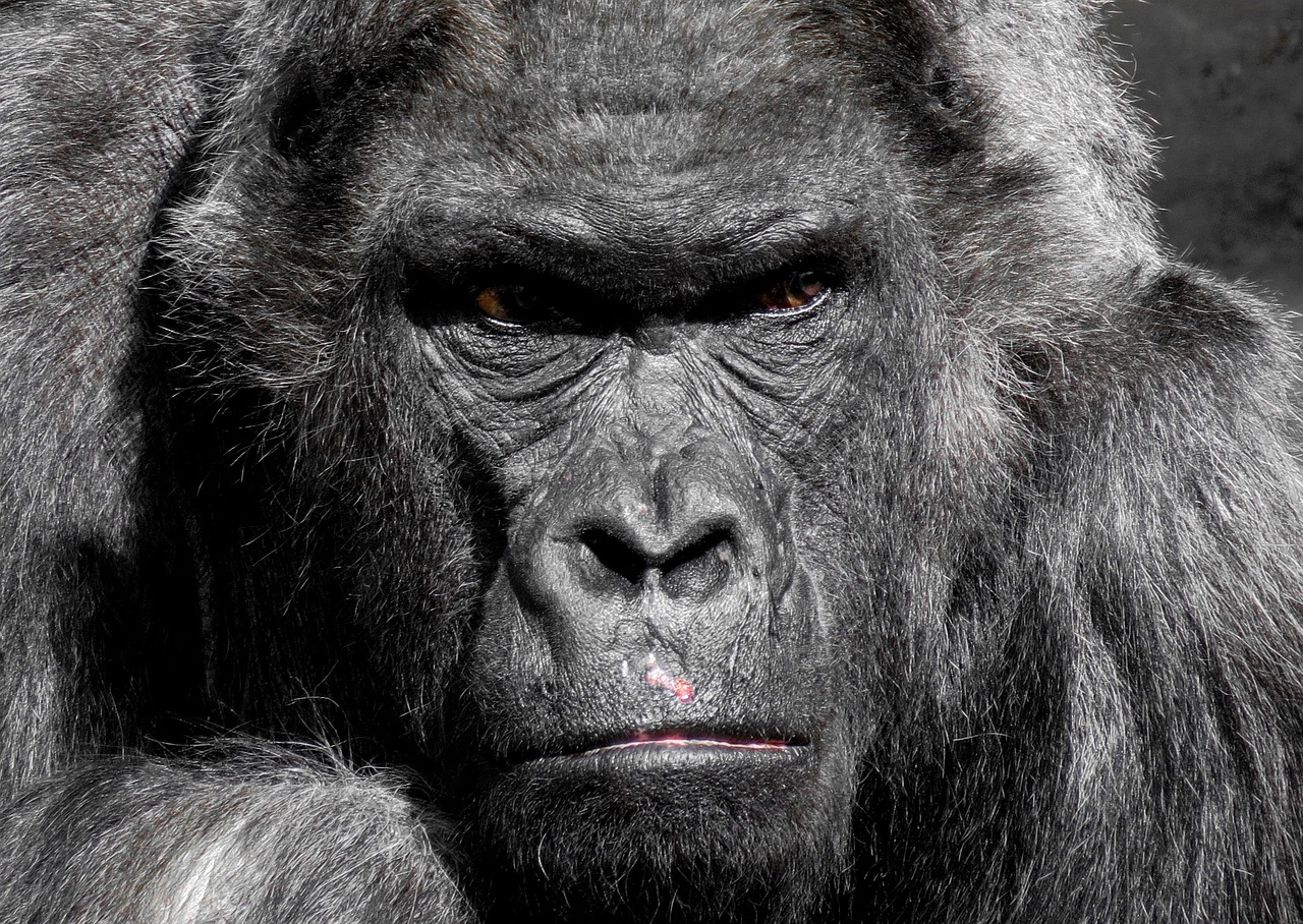 gorilla, ape, zoo, silverback, grim, watch, trouble, boss, serious, view, eyes, animal portrait, tiergarten nürnberg, gorilla, gorilla, gorilla, gorilla, gorilla, boss