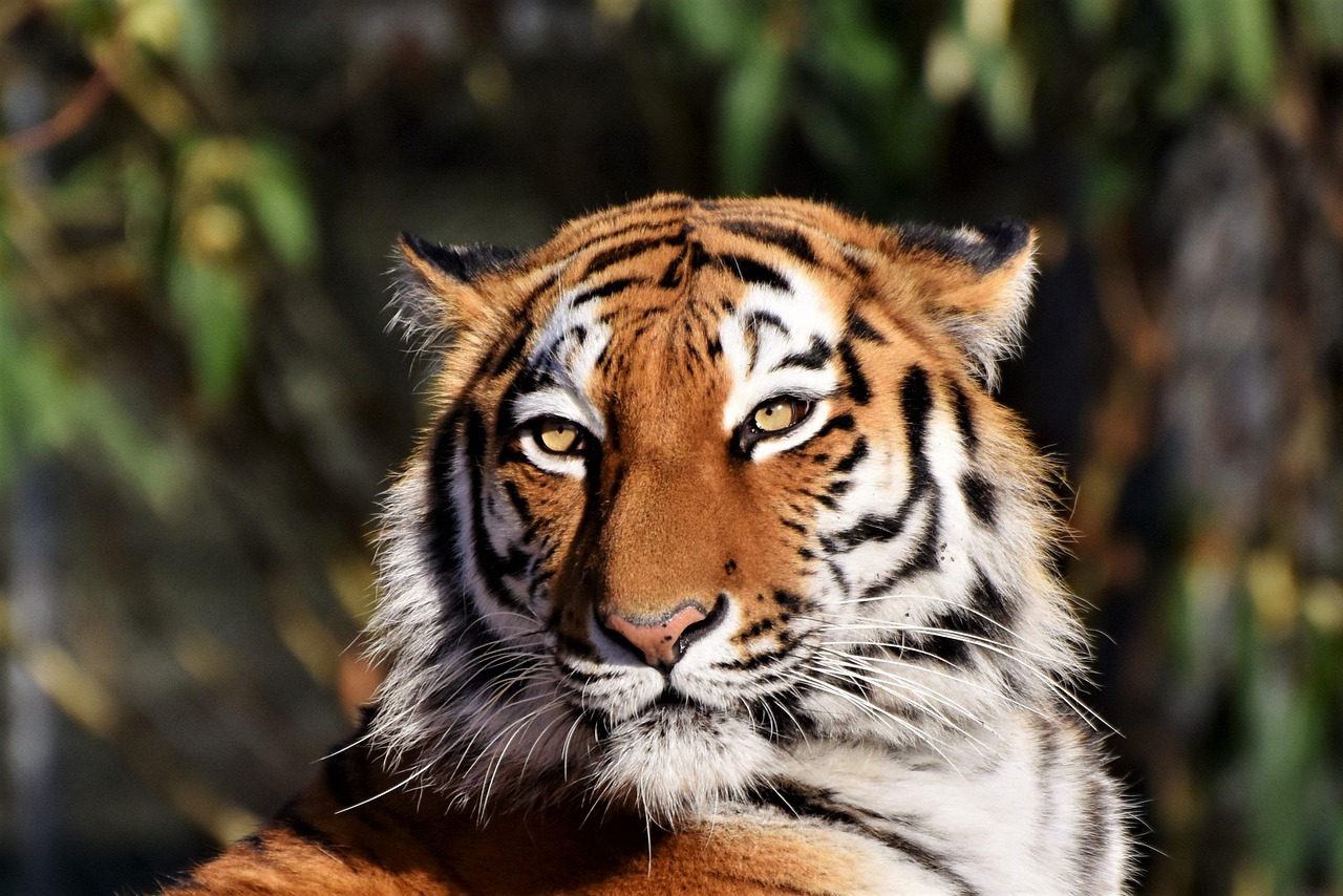 tiger, animal, siberian tiger, zoo, big cat, large cat, tiger head, stripes, feline, mammal, nature, wildlife, wildlife photography, predator, carnivore, dangerous, tiger, tiger, tiger, tiger, tiger