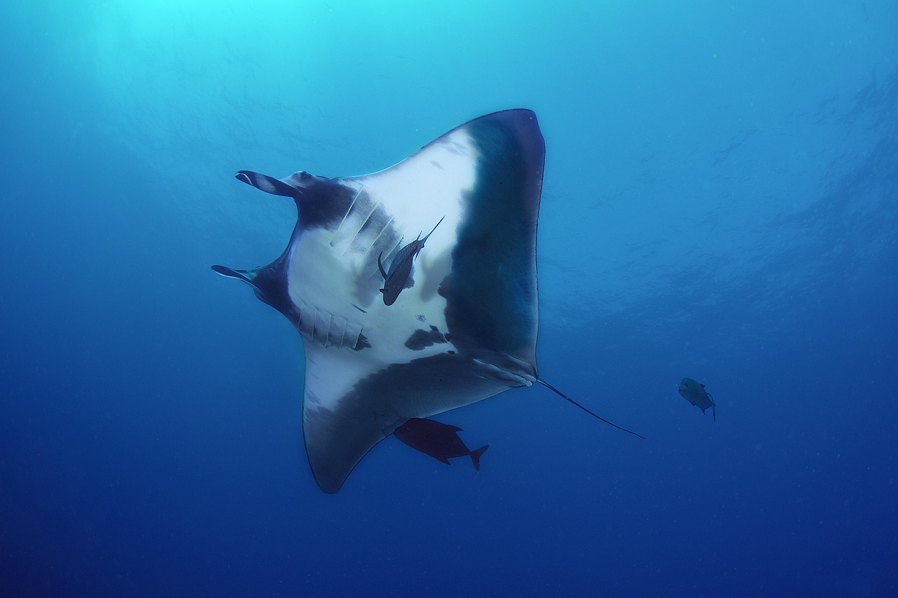 manta, mexico, islands, revillagigedo, underwater, blue island, manta, manta, manta, manta, manta