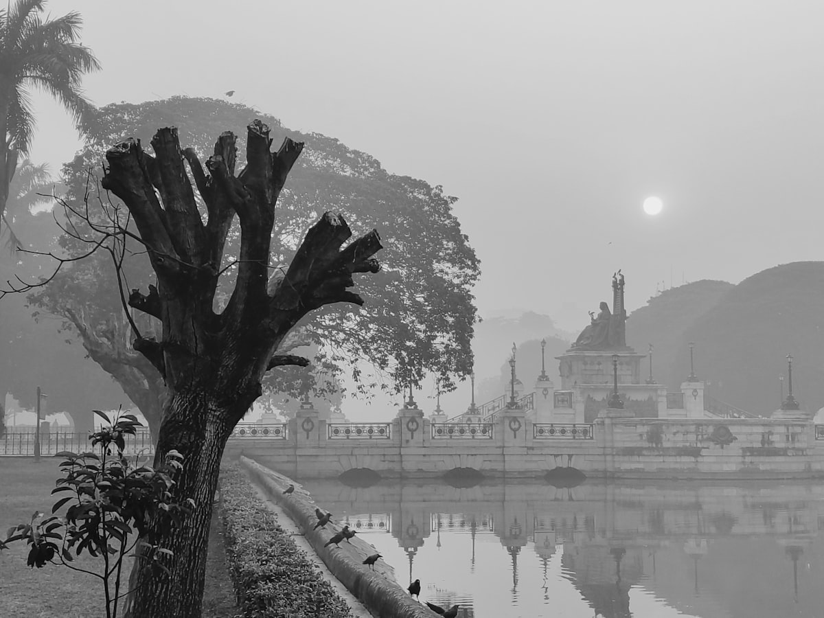 A black and white photo of a tree and a body of water