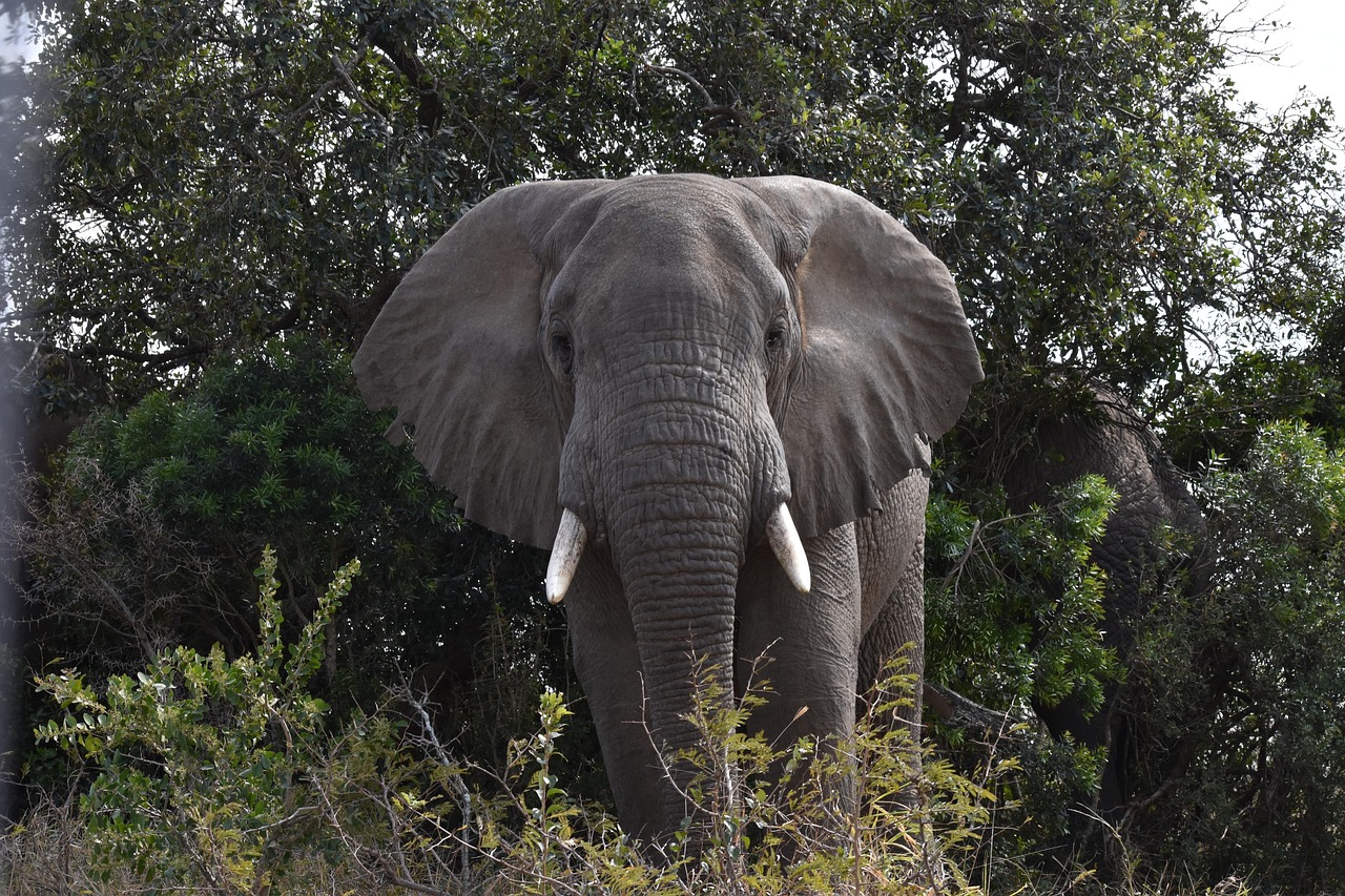 elephant, south africa, wild animals, natural, nature, wild, mammal, park, wildlife, reserve, safari, bush, big, grass, herbivore, game, grazer, savannah, south-africa, five, gray grass, gray gaming, gray park, gray elephant, gray game, gray games, elephant, elephant, elephant, elephant, elephant