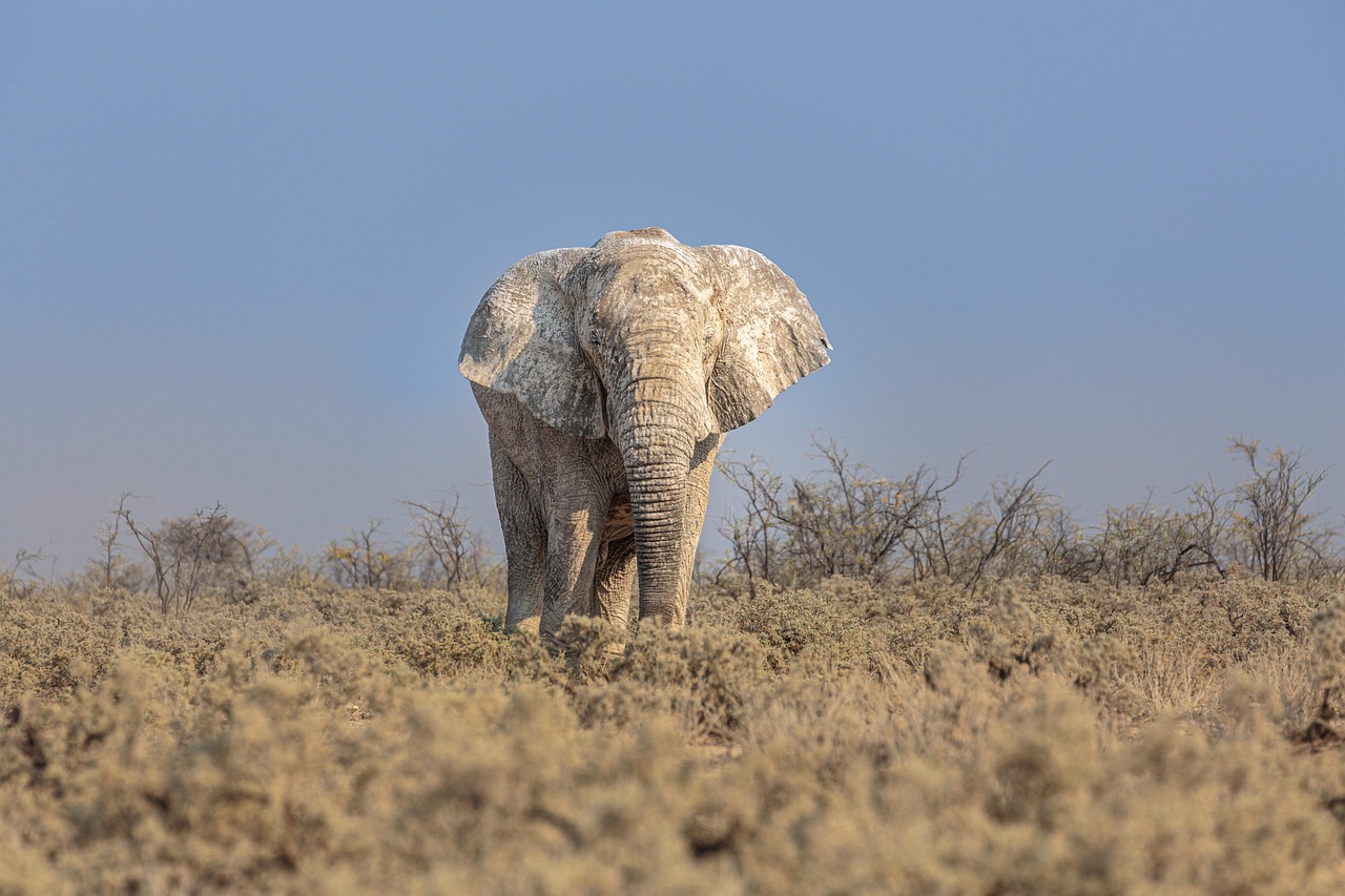 african elephant, elephant, pachyderm, elephantidae, loxodonta africana, animal, safari, wildlife, etosha national park, mammal, namibia, africa, nature, savannah, landscape, elephant, elephant, elephant, elephant, elephant