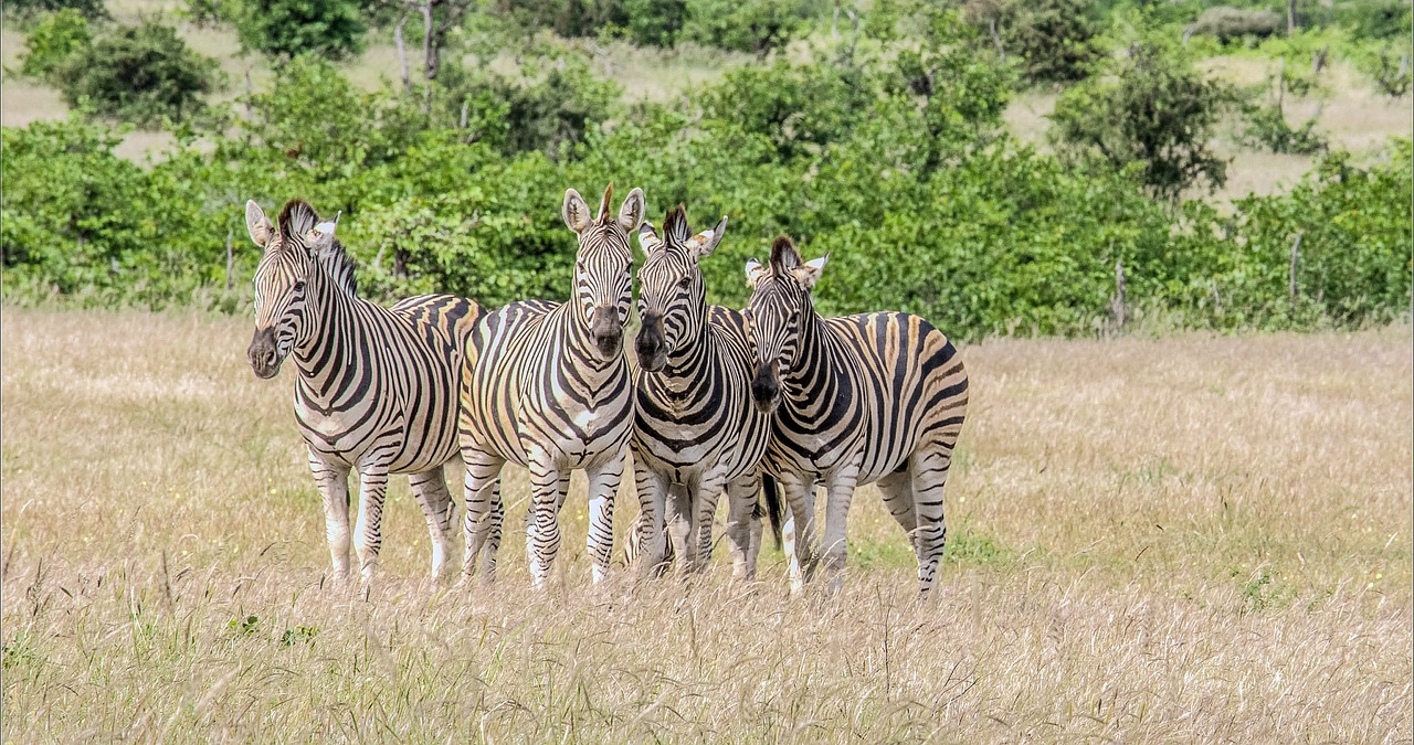 zebra, mammals, mala mala game reserve, wildlife, animals, safari, sabi sand, nature, african, brown gaming, brown game, brown games, zebra, zebra, zebra, zebra, zebra
