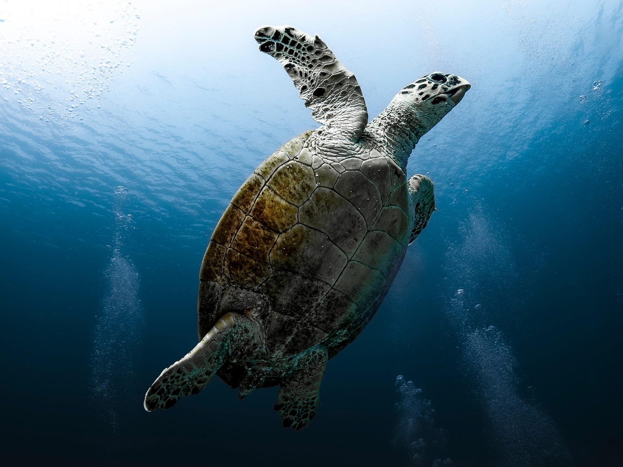 tortoise, reptile, nature, sea turtle, red sea, dive, underwater, water, ocean