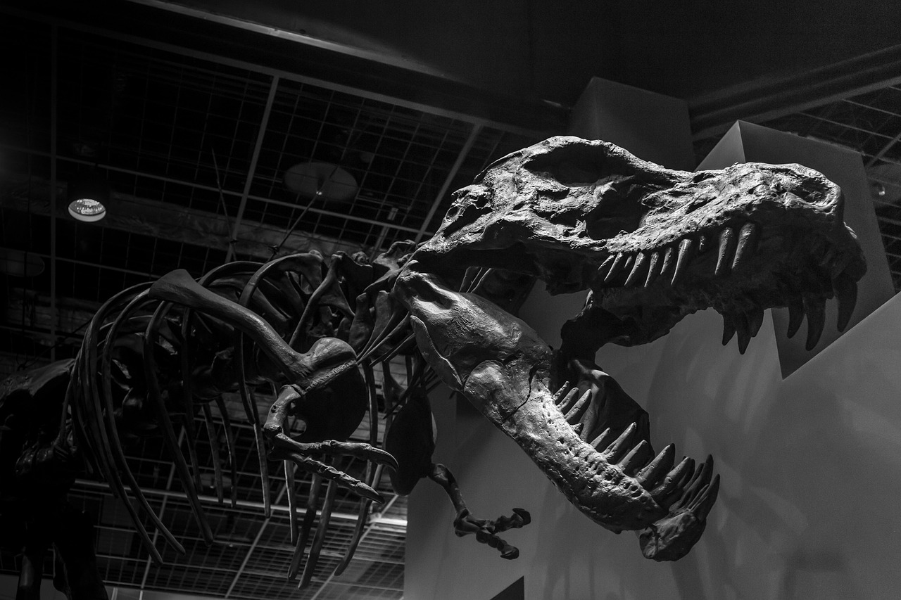 monochrome, black and white, dinosaur, ibaraki, museum park ibaraki nature museum, museum, gallery, bone, exhibition, strong, attack, fear, tyrannosaurus, over time, japan, big, dinosaur, dinosaur, dinosaur, dinosaur, dinosaur, tyrannosaurus