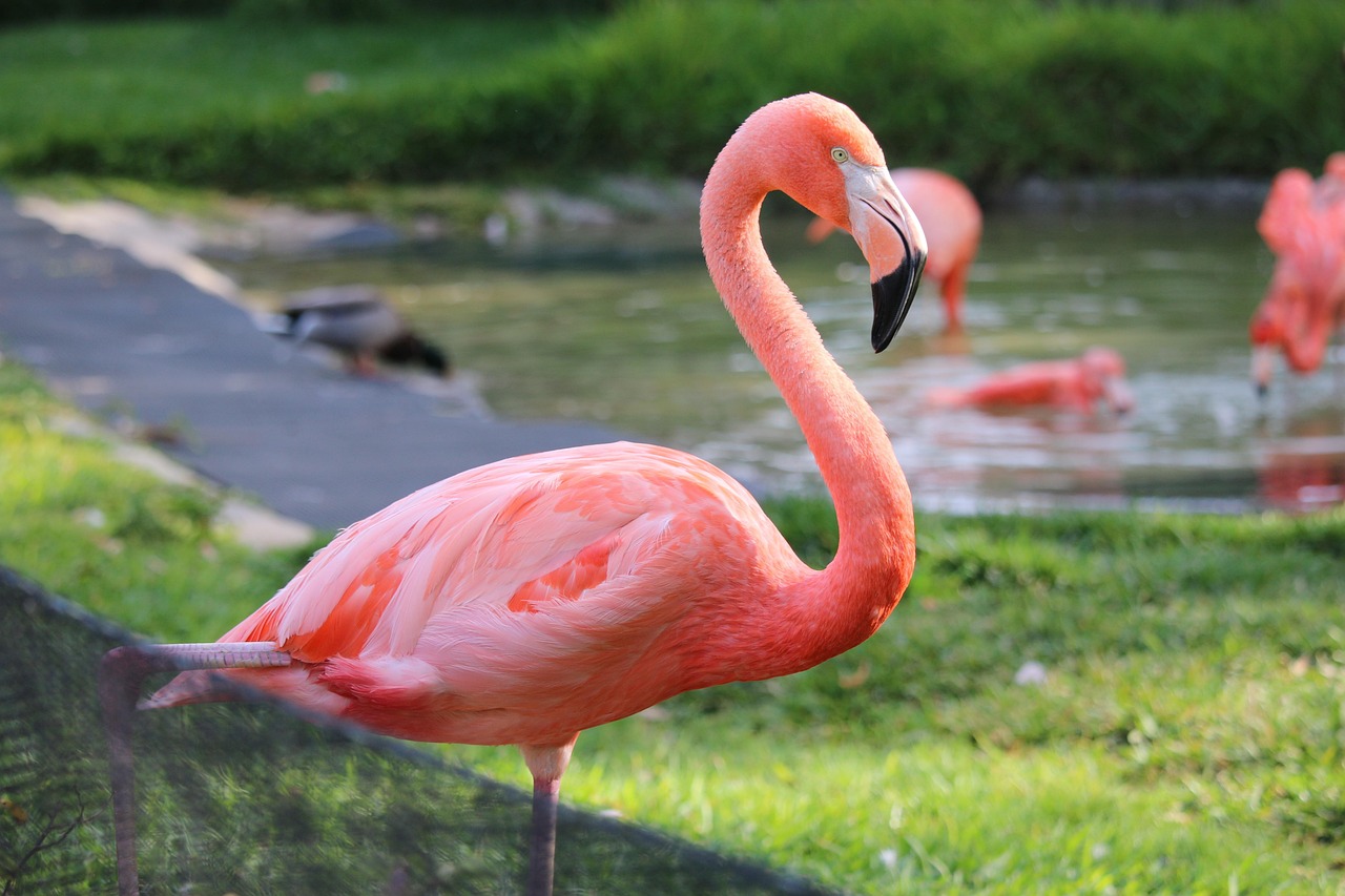 flamingo, san diego, zoo, bird, tropical, california, nature, pink, green birds