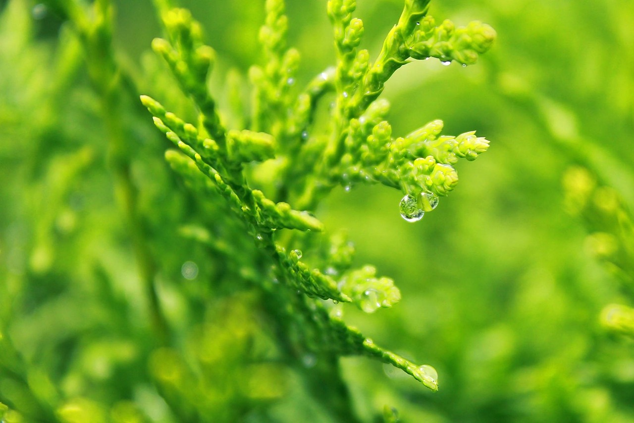 cypress, waterdrop, water pearls, cupressus sempervirens, cypress family, branches, branch, cypress branch, evergreen, nature, mood, green, close up, plant, structure, garden, raindrop, drops, flora, cypress, cypress, cypress, cypress, cypress