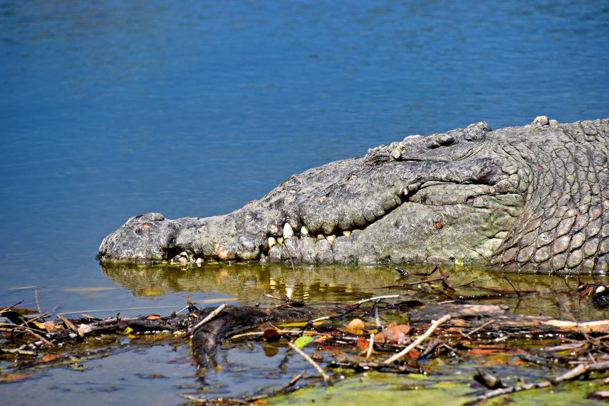 Crocodile head emerging from murky water with logs