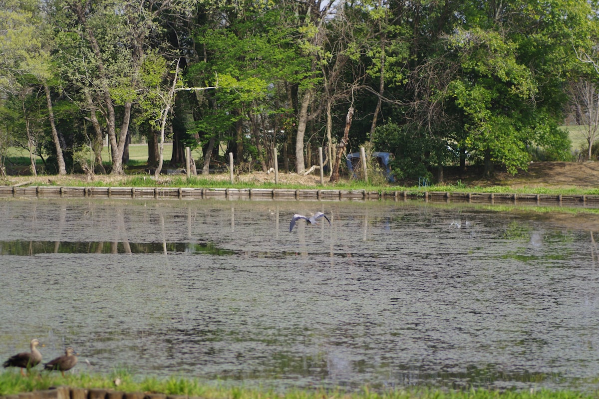 Birds are near the lake in the forest.