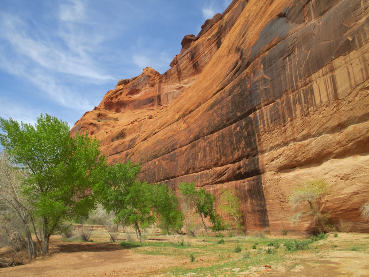 a tree in the middle of a desert area