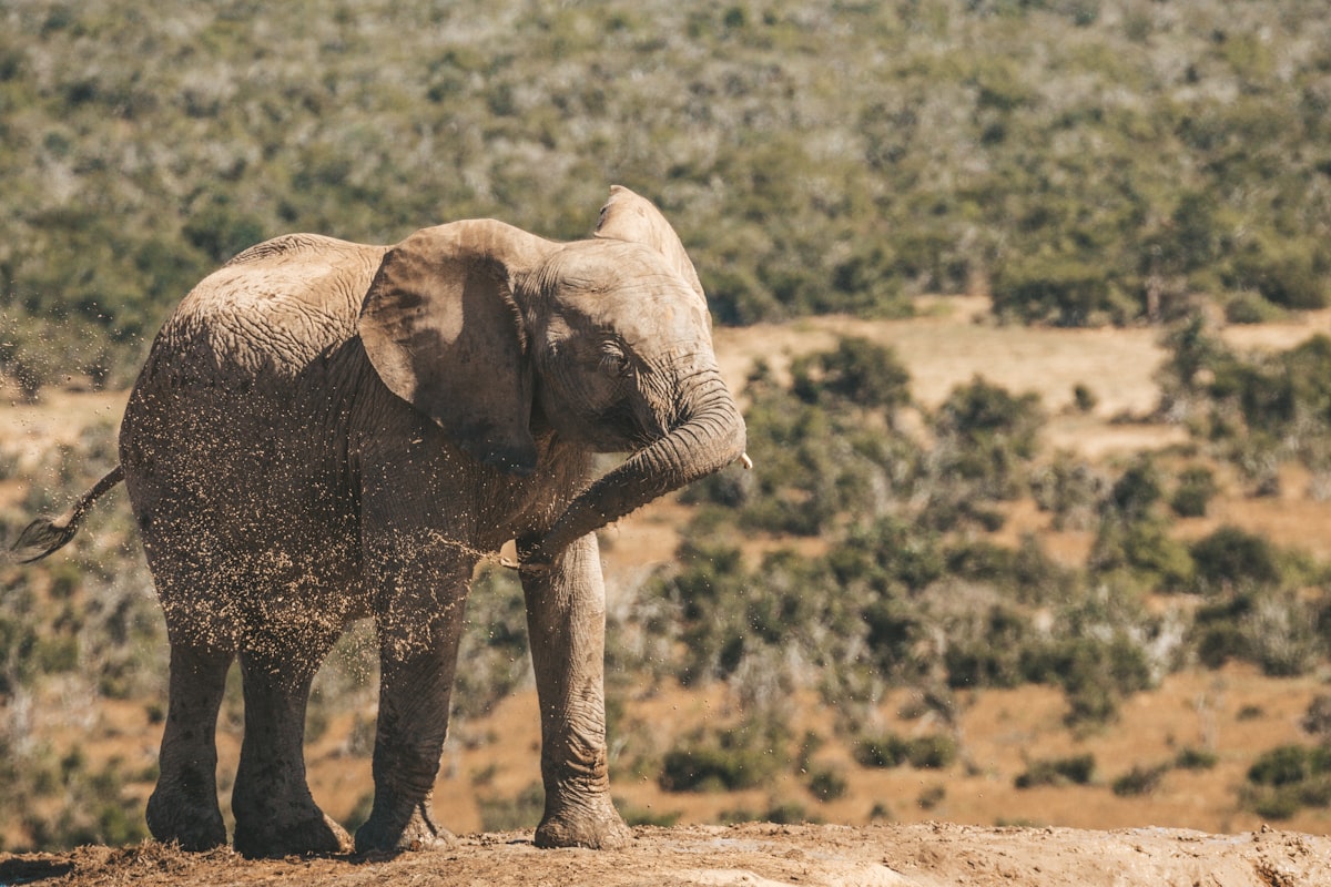 an elephant standing on top of a dirt hill