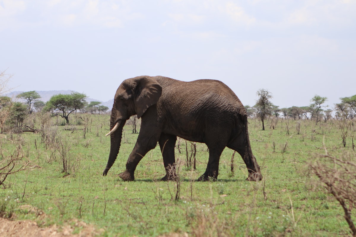 An elephant walks across a grassy savanna.