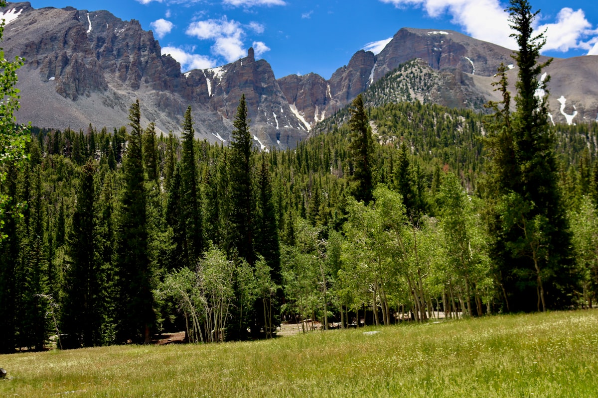 a grassy field with trees and mountains in the background