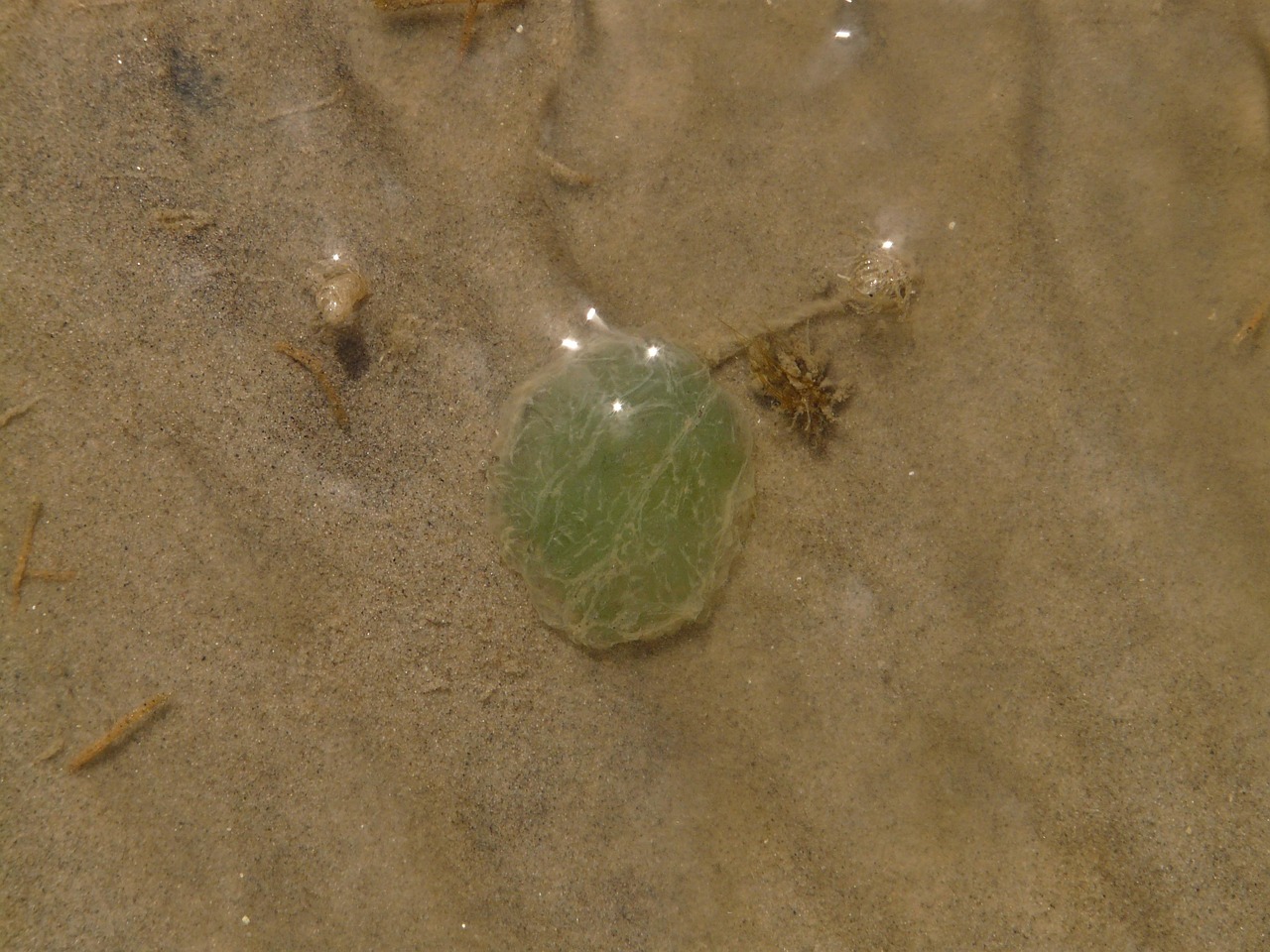 egg lump, nature, spotted leafworm, worm, anaitides maculata, inlay, watt floor, wadden sea, watt dwellers, animal, leafworm, national park, north friesland, north sea, schleswig-holstein, mudflat hike, world natural heritage