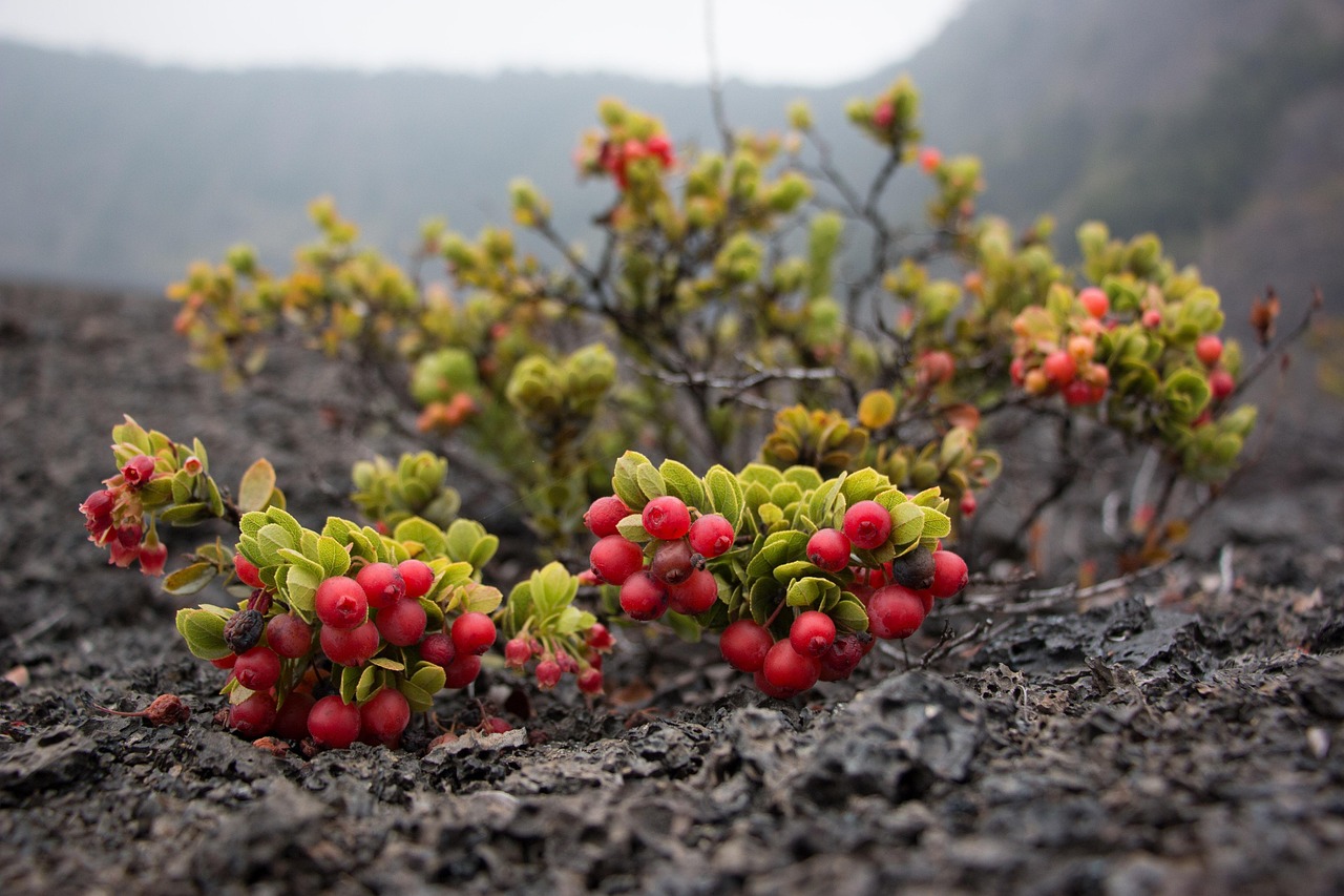 nature, hawaii, tropical, exotic, leaf, botanical, green, wild, island, jungle, meadow, plant, close-up, flora, garden, growth, outdoors, season, beautiful, bright, color, fruit, berry, red, volcanoes national park
