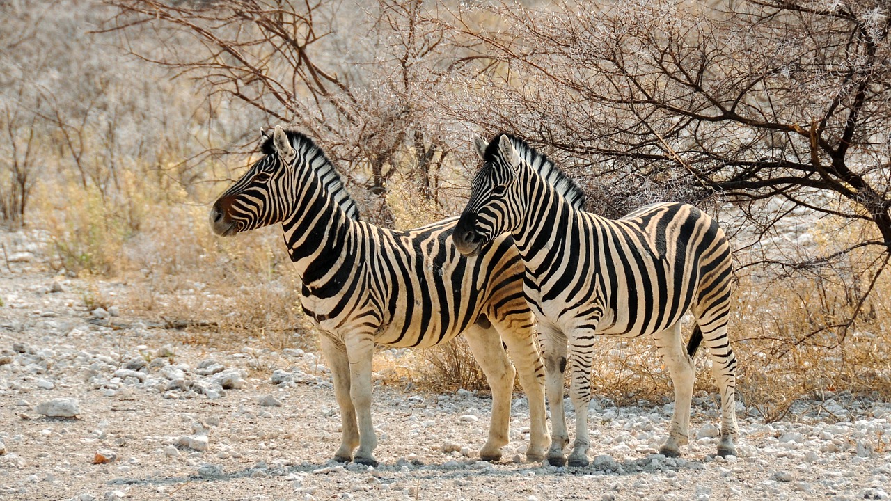 zebra, africa, namibia, nature, dry, national park, animal, striped, wild animal, zebra, zebra, zebra, zebra, zebra