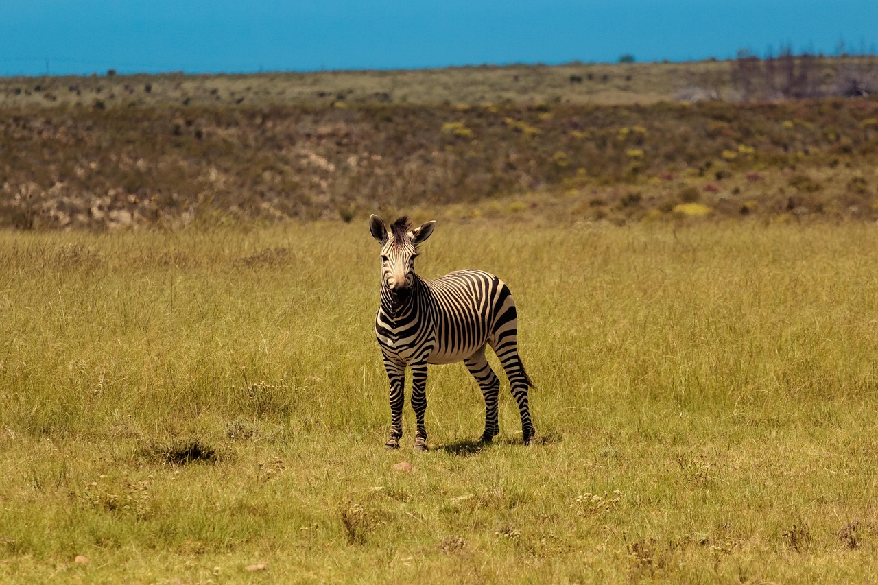 zebra, africa, wildlife, nature, animal, south, equus, mammal, landscape, cape, eastern, fauna, morning, mountain, province, summer, park, national, reserve, sunny, endangered, herbivore, safari, conservancy, rooiplaat, loop, sunlight, travel, wild, conservation, savannah, outdoors, graze, species, herd, grazing, grass, game, natural, blue, standing, pattern, scenic, large, brown gaming, brown game, brown games