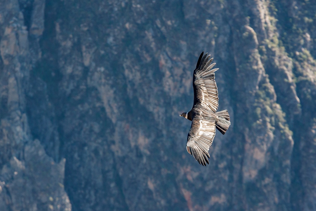 condor, peru, andean condor, bird, from above, nature, raptor