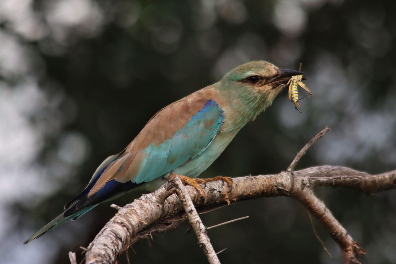 bird, grasshopper, insect, full hd wallpaper, branch, laptop wallpaper, cool backgrounds, european roller, kruger national park, hd wallpaper, windows wallpaper, desktop backgrounds, wildlife, bird watching, colourful, free background, feather, wallpaper hd, travel, avian, 4k wallpaper, free wallpaper, bill, safari, mac wallpaper, wallpaper 4k, catch, food, nature, 4k wallpaper 1920x1080, prey, background, beautiful wallpaper, ornithology