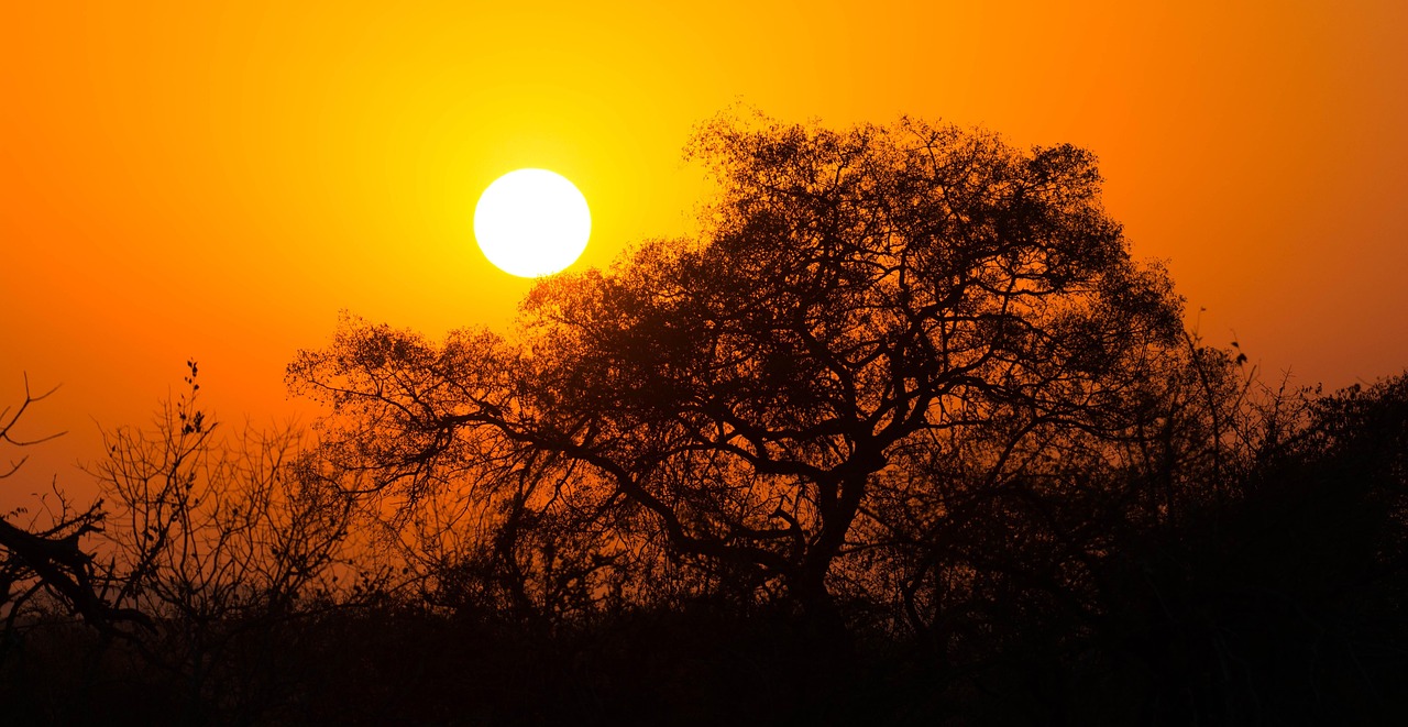 south africa, sunrise, nature, landscape, park, safari, kruger-national-park, kruger, sunset, africa, national park