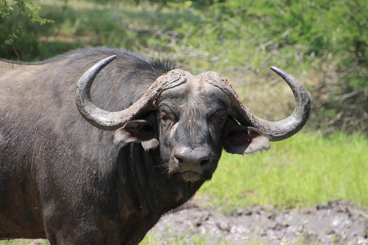 buffalo, kruger national park, kruger, wildlife, national park, africa, buffalo, buffalo, buffalo, buffalo, buffalo