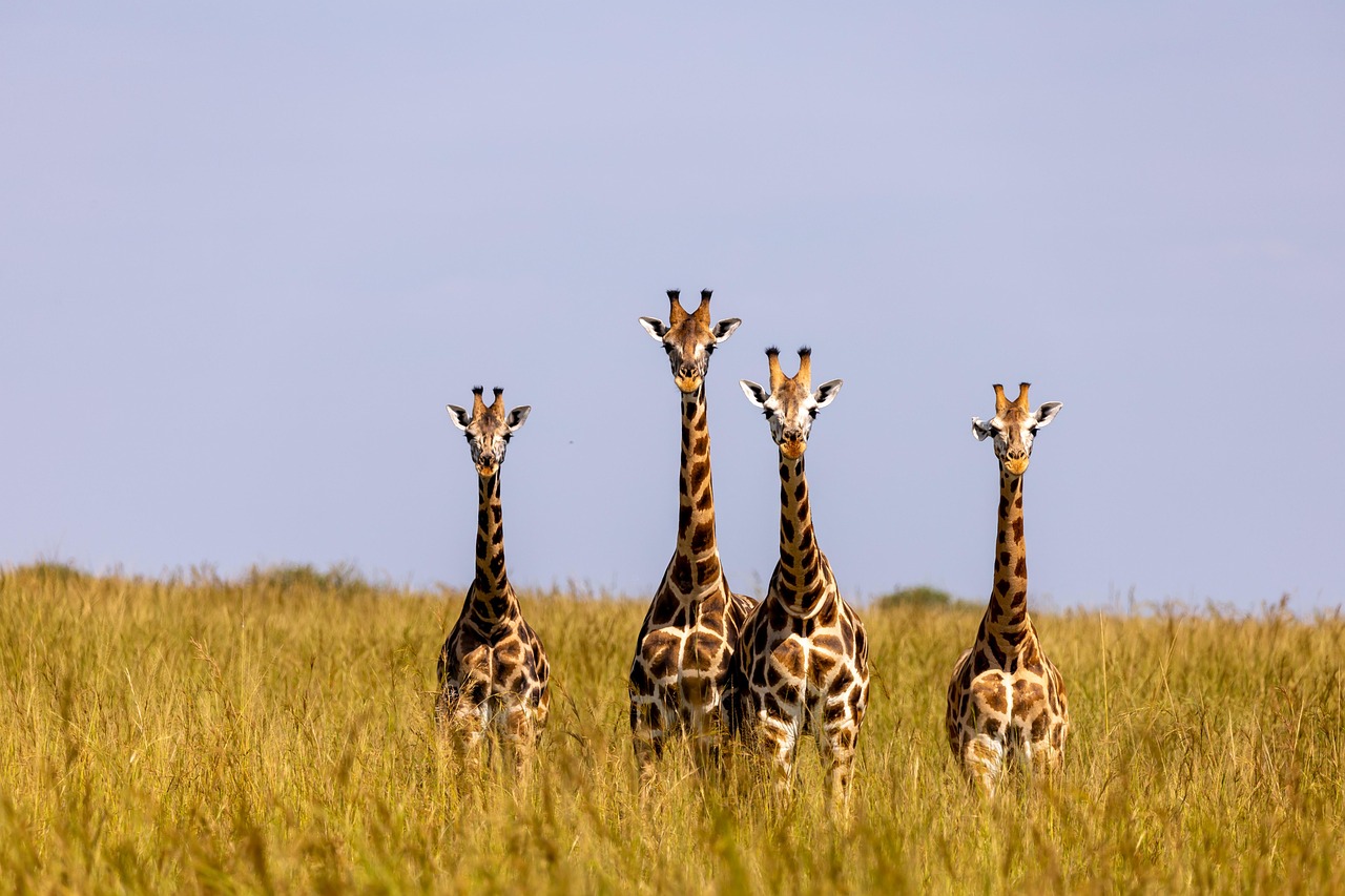 giraffes, animals, safari, wildlife, mammals, giraffe family, nature, wilderness, national park, murchison falls national park, uganda, safari, safari, safari, safari, safari, uganda